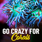 Coral Mania